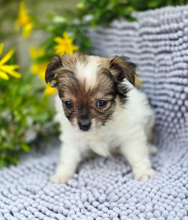 Chihuahua Fêmea pêlo comprido