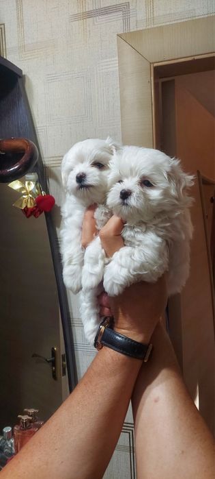 Продам цуценят мальтійської балонки міні бейбі фейс