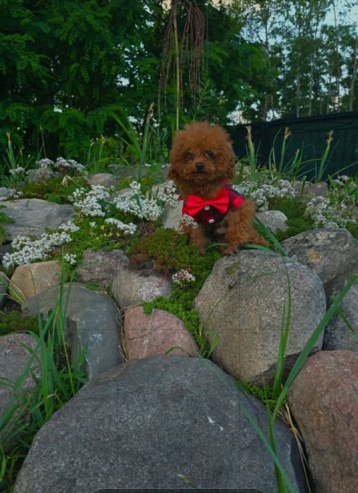 Do sprzedania  2 suczki pudelek toy