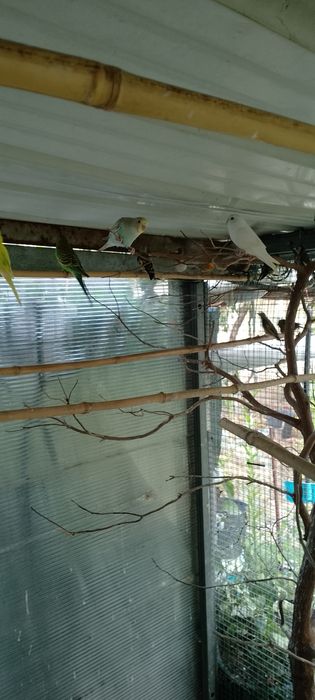 Aves piriquitos  novos o casal