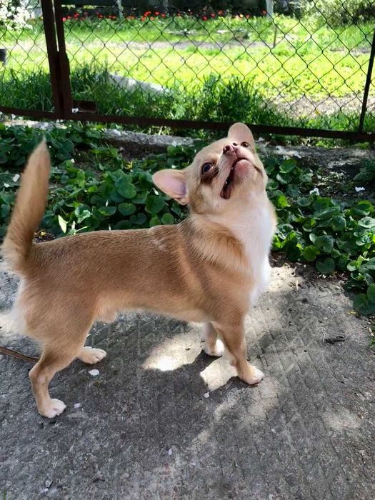 Молоденький хлопчик чихуахуа чекає на наречену