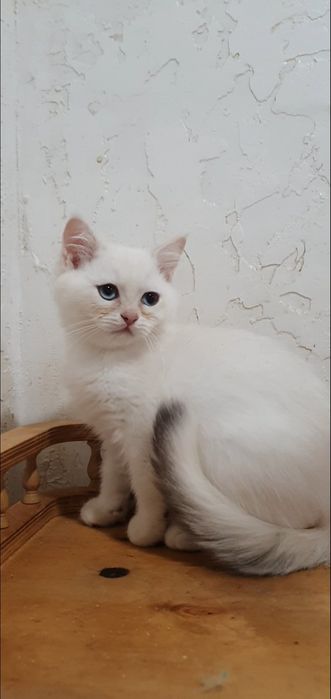Золотий британський шиншила пойнт