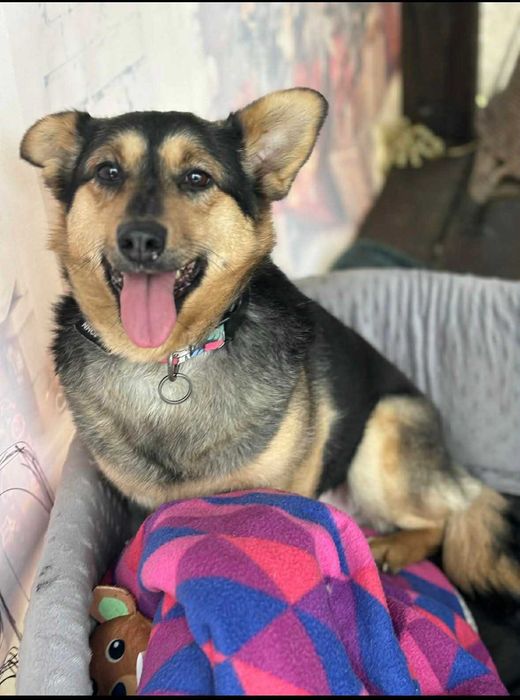 Niesamowicie przyjacielska cudowna sunia adoptuj