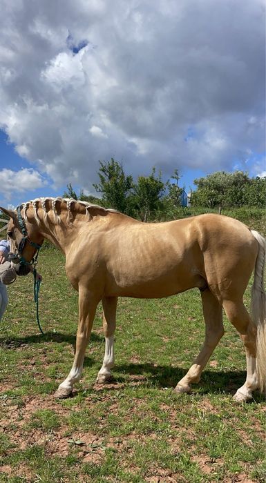 Cavalo palomino lusitano