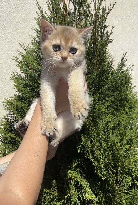 Гарнесенький хлопчик 2,5 міс. Золота шиншила