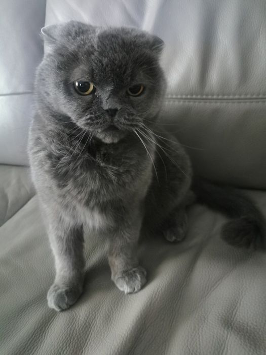 Животные бесплатно