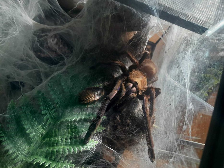 Chilobrachys natanicharum (electric blue) L3