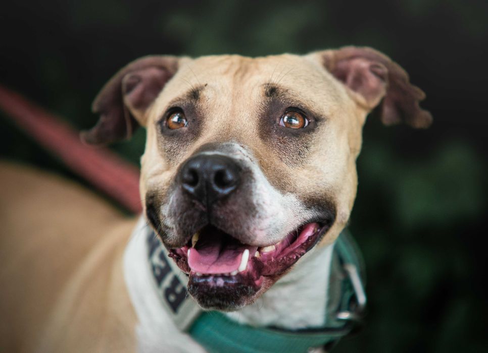 Pitbullka Renesme szuka kochającego domku