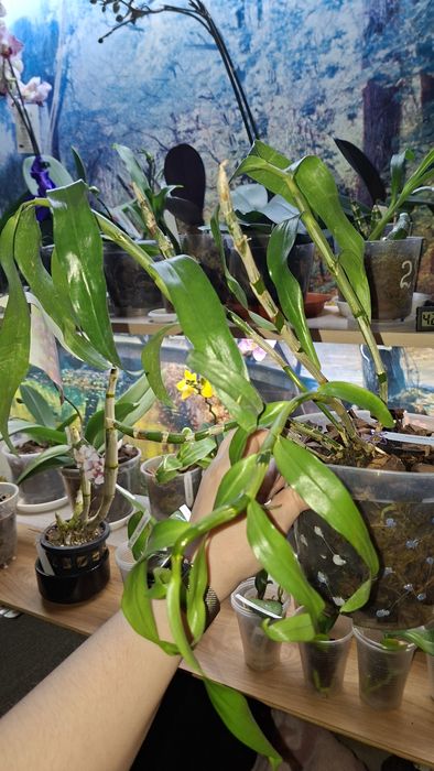 Орхідея дендробіум