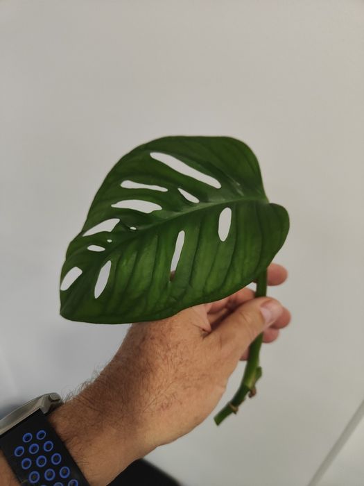 Monstera adansonii ou obliqua (folhas grandes), já em vaso.