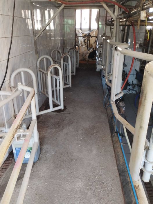 Hala udojowa alfa laval