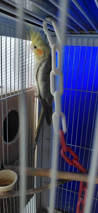 Casal de caturras  canela