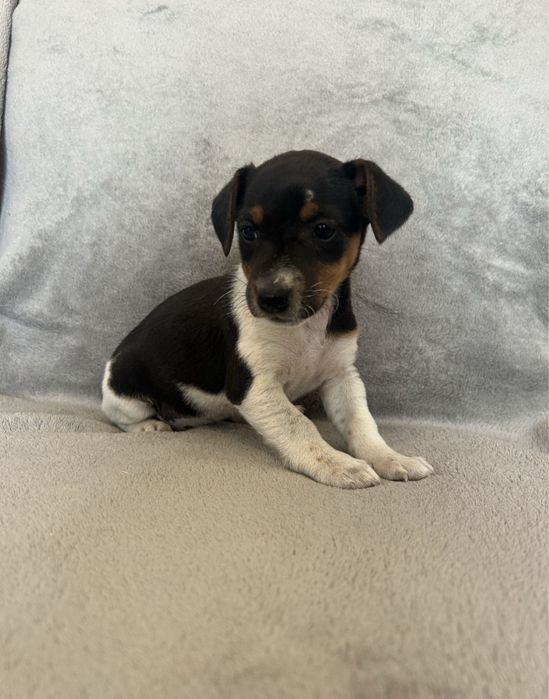 Jack Russell terrier