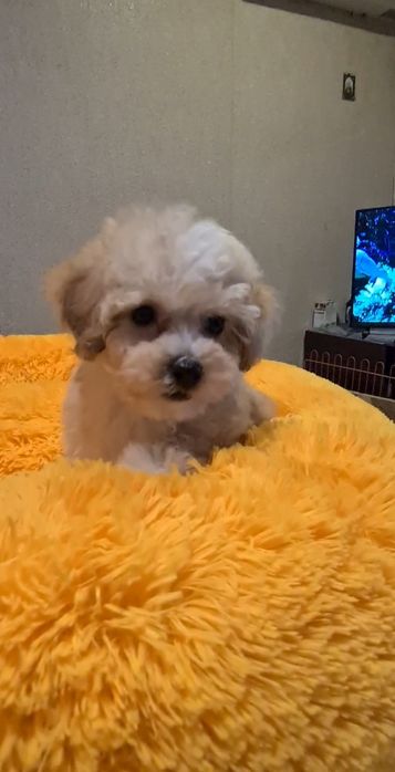 Малята мальтіпу мініки