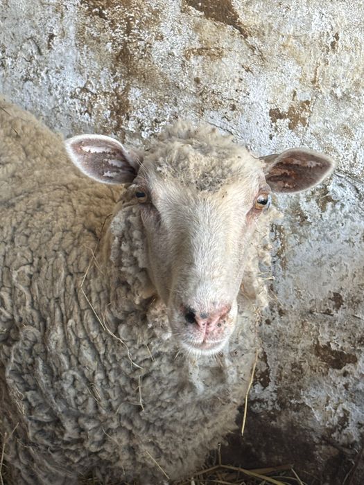 Borrega com 1 ano e meio cruzada de charolesa