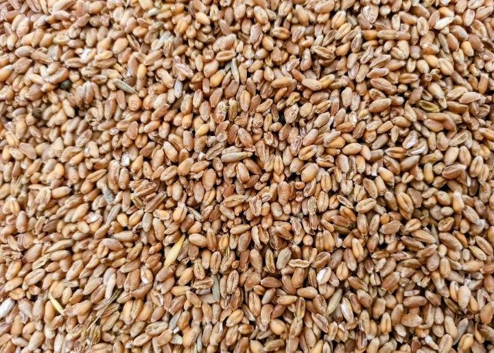 Pszenica 25 kg – 25 zł | Z własnego gospodarstwa | Wysyłka