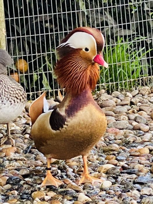 Patos ornamentais de varias raças.
