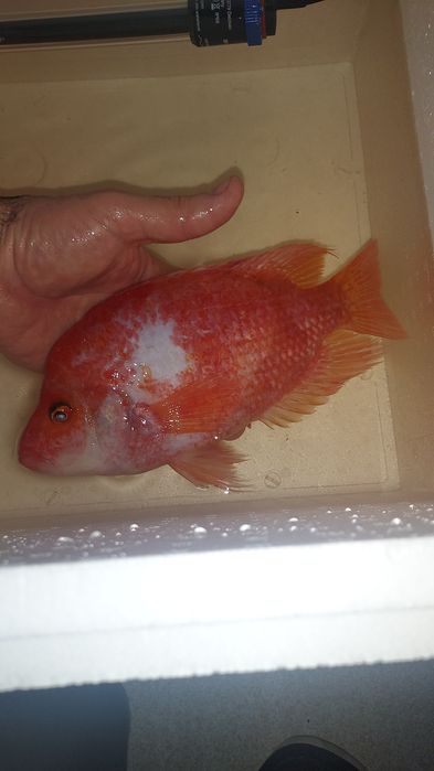 Ciclídeo midas citrinelo