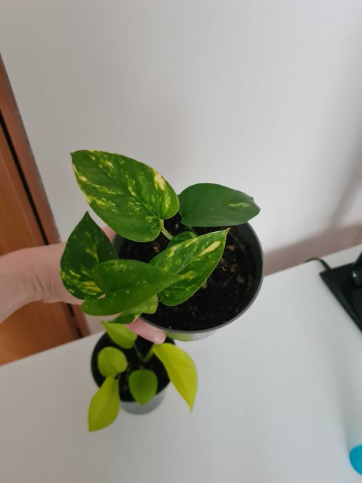 Epipremnum złociste i golden pothos