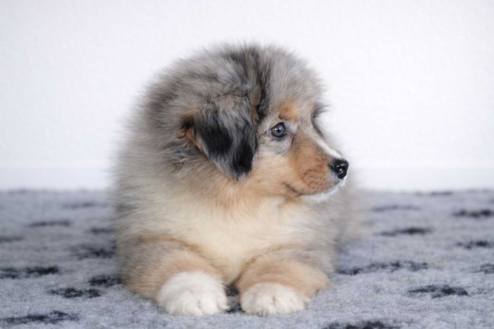 Pastor Americano Miniatura - Mini Pastor austaliano