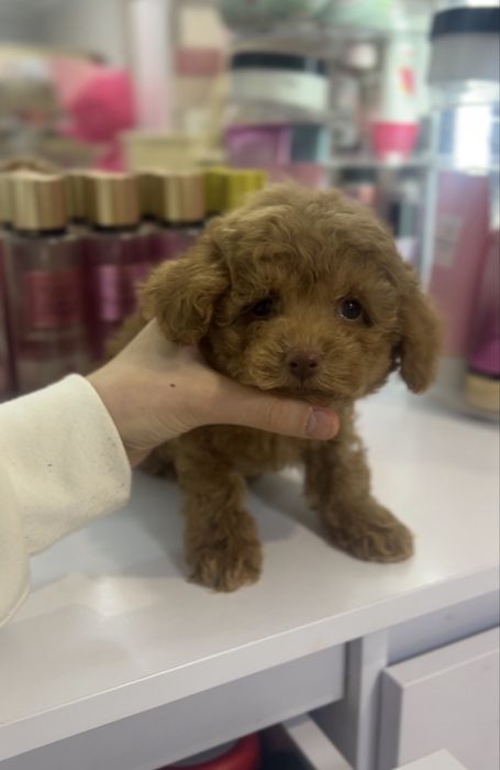 Мікро хлопчик мальтипу