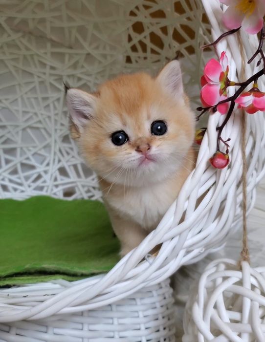 Ласковые, нежные и ручные котята золотая шиншилла