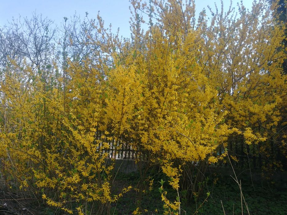 Sadzonka Forsycja sadzonki forsycji