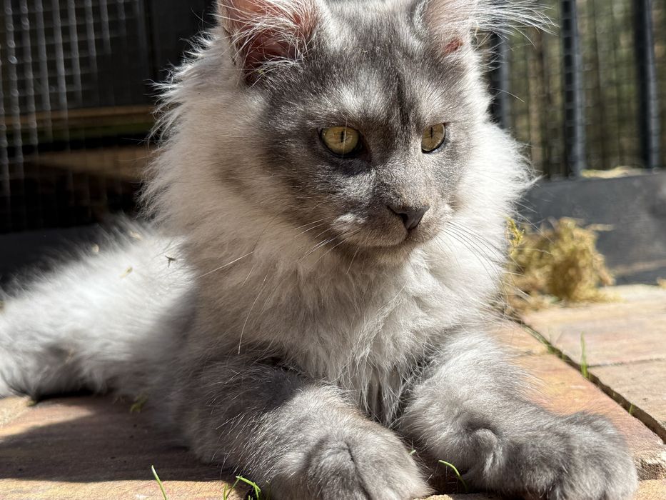 Maine Coon – wyjątkowo spokojna, bardzo czuła kotka  rozjasniana dymna niebieska | hodowla FPL