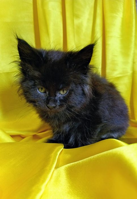 Шикарні кошенята Мейн Кун