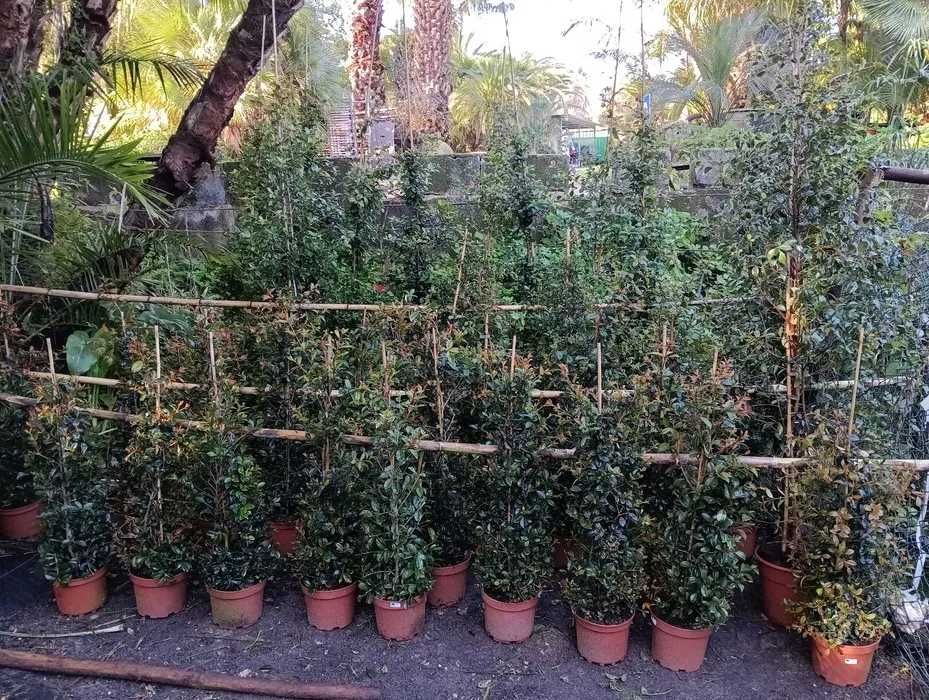 Eugenias , Plantas de Sebe, Muro verde