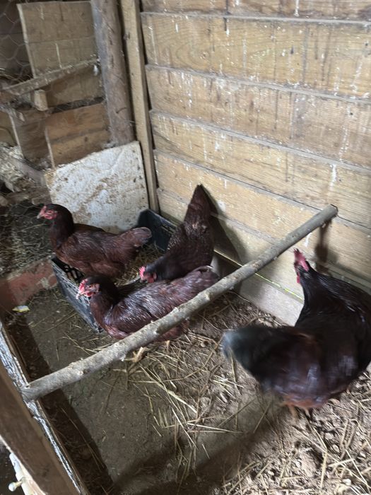 Pintos de Rhode Island Red
