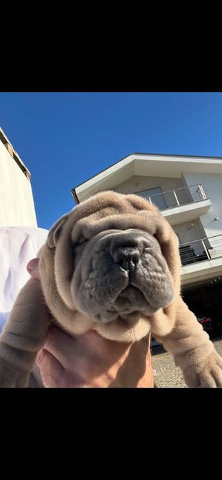Sharpei creme Lindo!Top