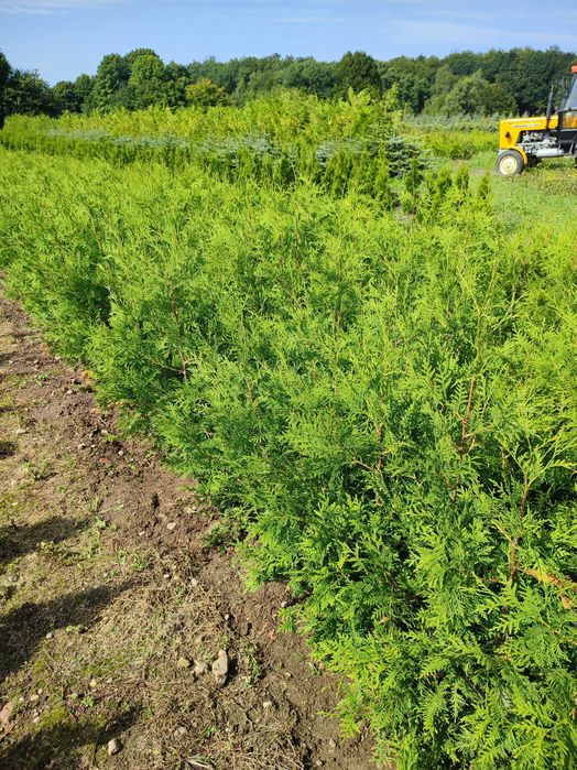 TUJA BRABANT  tanio 10 zł/szt. 1-1,3 m wys. PRODUCENT