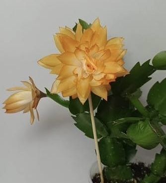 Schlumbergera, Grudnik Double Mango Roslina doniczkowa