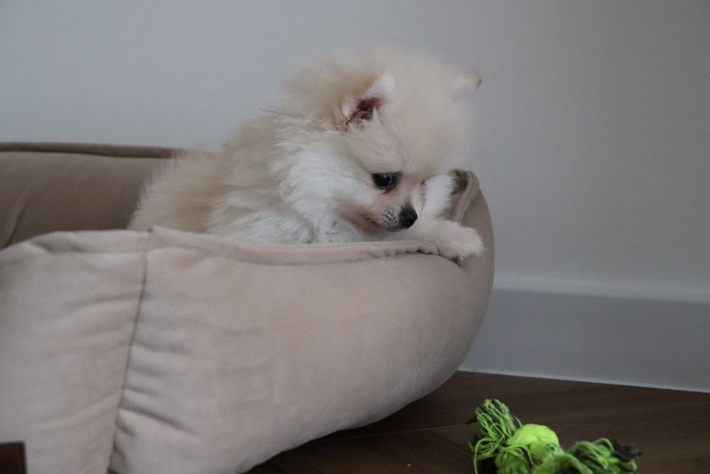 Pomeranian, szpic miniaturowy, rodowód