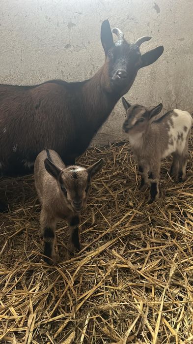 Kózki / koziołki  miniaturowe