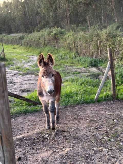 Burro manso, macho