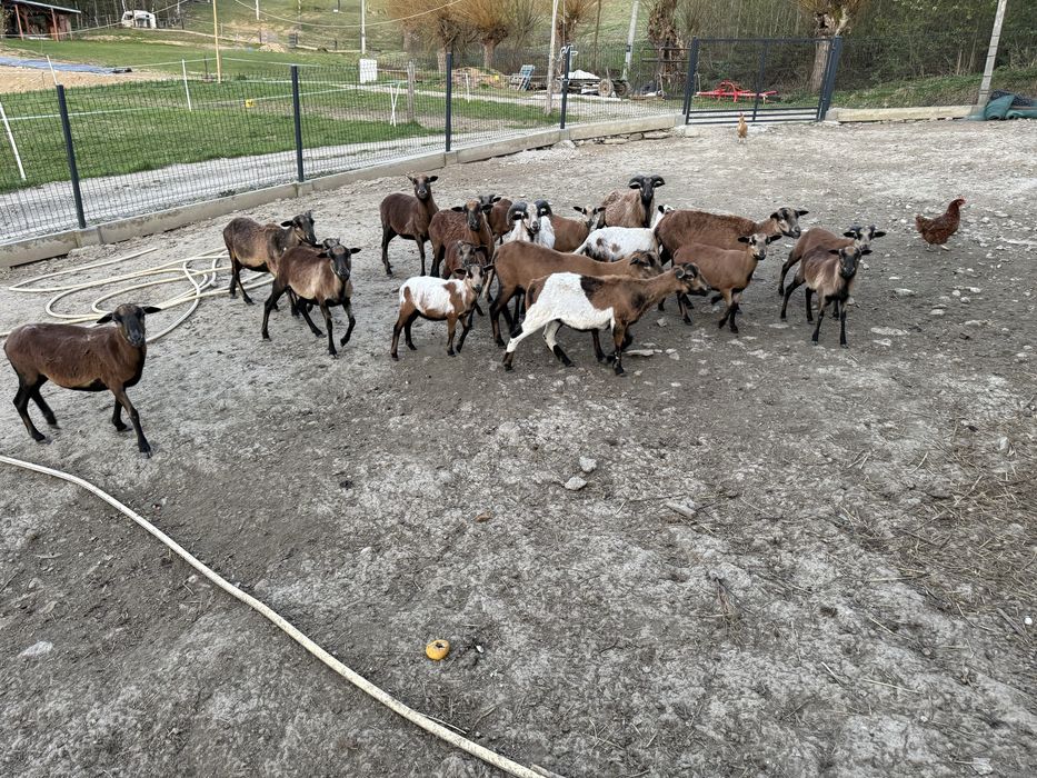 Sprzedam/zamienie