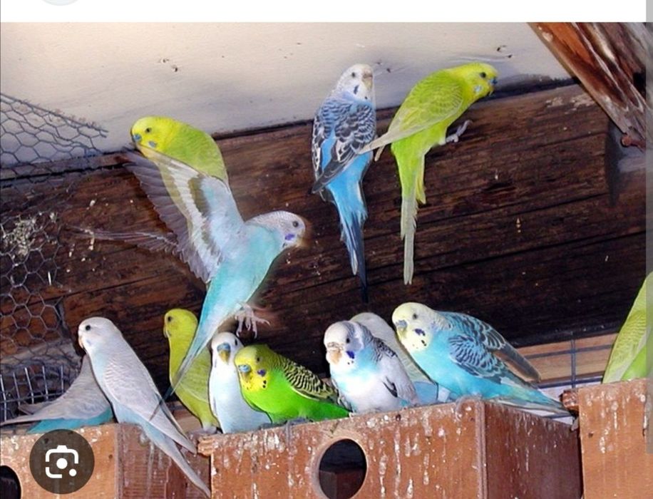 Bicos de lacre muito bem tratados e bonitos