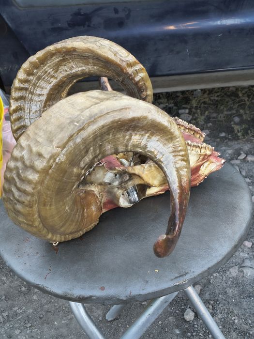 Rogi muflona       rzadkie znalezisko