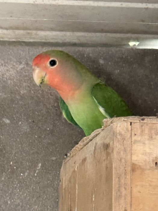 Agapornis anilhados
