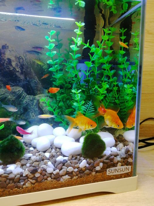 ЧУДОВИЙ ПОДАРУНОК | АКВАРІУМ з рибками SunSun 18л "Під ключ"