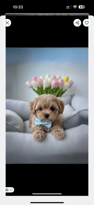 Coбачки Мальтипу. 100 %.