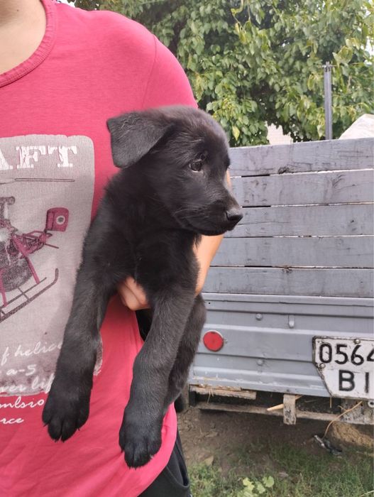 Продам щенят Німецької вівчарки