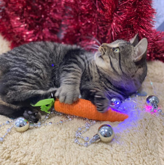 Ніжний котик шукає сімʼю