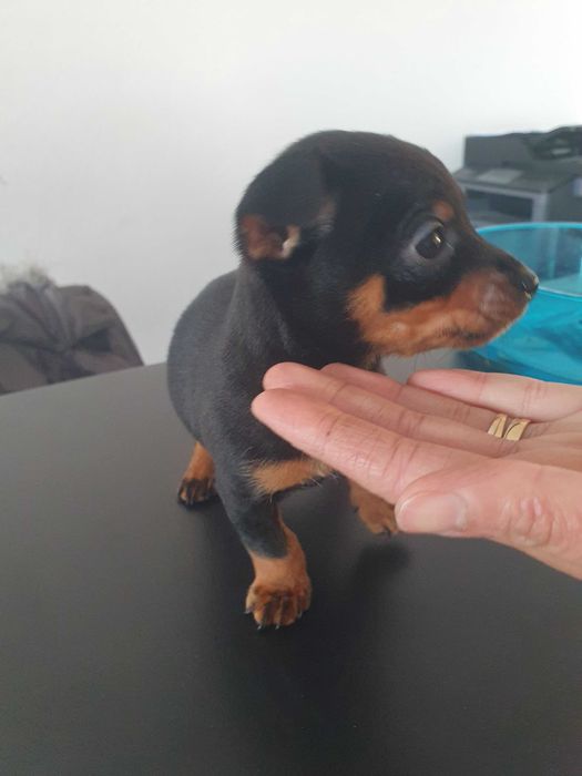 Venda de pincher miniatura machinho