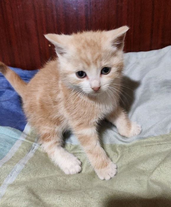 Отдам мраморного котёнка-мальчика