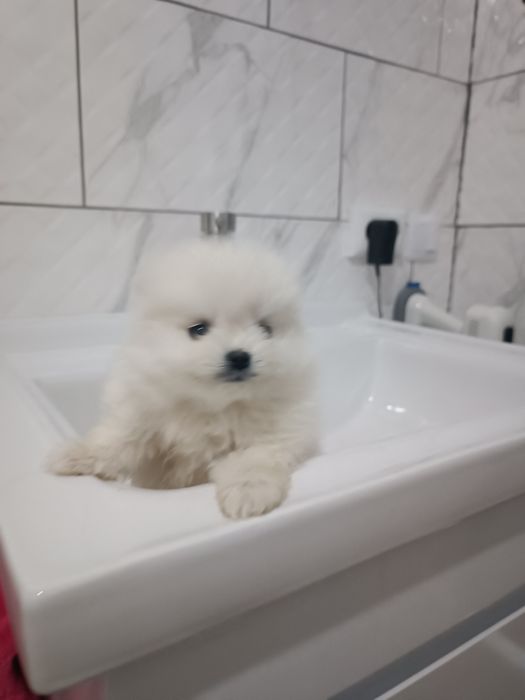 Померанські шпіценята