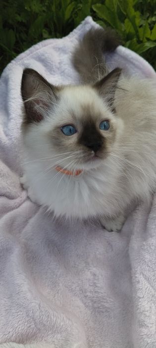 Kocurek Ragdoll - gotowy do odbioru