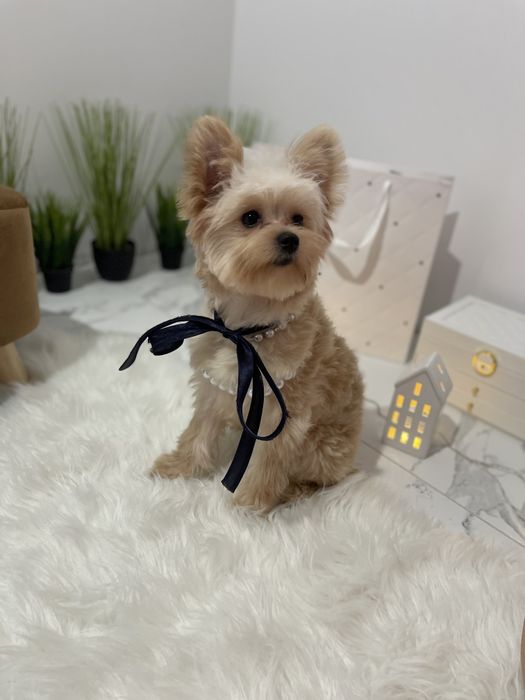 Ексклюзивні дівчатка Помапу з ідеальним характером